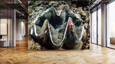 giant clam 2 Wall mural