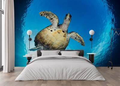 Hawksbill Turtle Swimming in Blue Water Wall mural