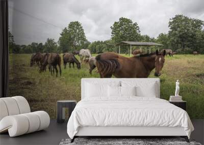 horses on the farm Wall mural