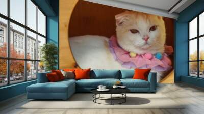 Beautiful munchkin cat Wall mural