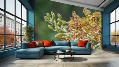 tiger orchid, leopard flower Wall mural