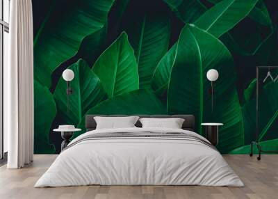 abstract banana leaf texture, tropical leaf foliage nature dark green background Wall mural