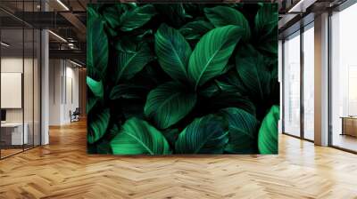 leaves of Spathiphyllum cannifolium, abstract green texture, nature background, tropical leaf Wall mural