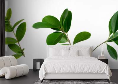 set of green monstera palm banana and tropical plant leaf on white background for design elements, Flat layd.clipping path Wall mural