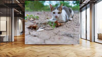 Cat playing outside at sunset time. Wall mural