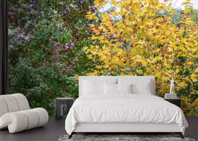 Two tones of maple leaves texture. Wall mural