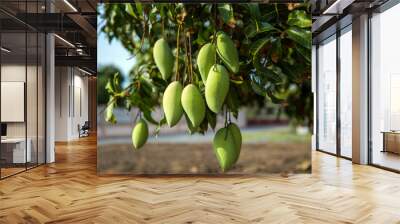 Fresh green mango fruit on the tree in the orchard. Wall mural