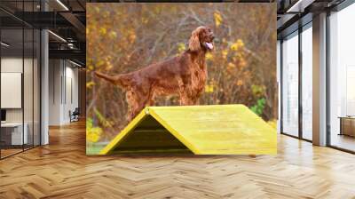 Iris Setter on agility training Wall mural