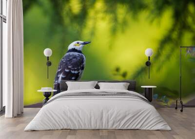 Black-collared Starling perching on stone with green background Wall mural