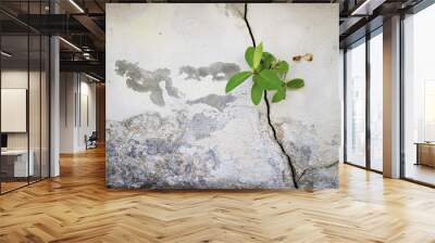 Small plants grown up from the cracked concrete wall background Wall mural