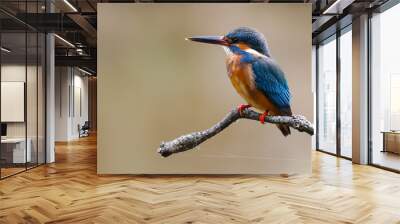 A Common kingfisher bird  (Alcedo atthis) Wall mural