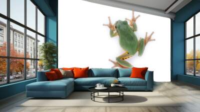 a green treefrog Hyla annectans Wall mural