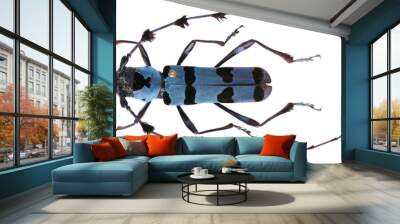 Rosalia lameerei-a Cerambycidae Longhorn beetle Wall mural