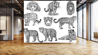 Set of hand drawn sketch style leopards isolated on white background. Vector illustration. Wall mural