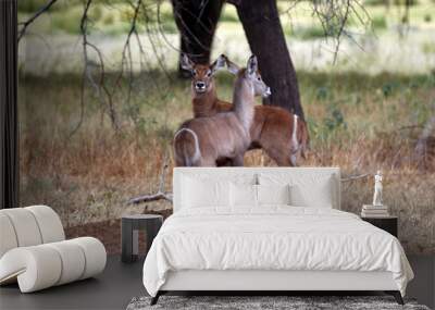 Young waterbuck in the wild close to a waterhole in Erindi Game Reserve Wall mural