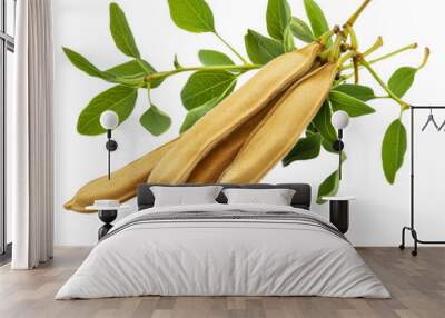 PNG Long seed pods hanging from a green plant branch Wall mural