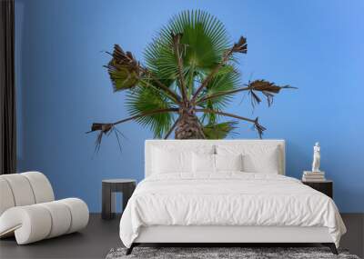 palm on blue sky background Wall mural