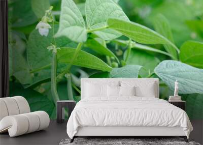 French beans plant Wall mural