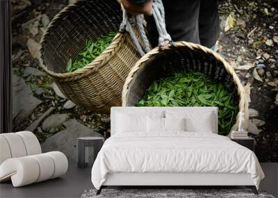 Fresh green tea leaves in bamboo basket are collected for further processing in hangzhou china Wall mural