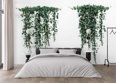 Set of Dichondra microcalyx plant, Ivy and vine for decorate wall and fence with isolated  on transparent background. png file, 3d rendering illustration, clip art and cut Wall mural