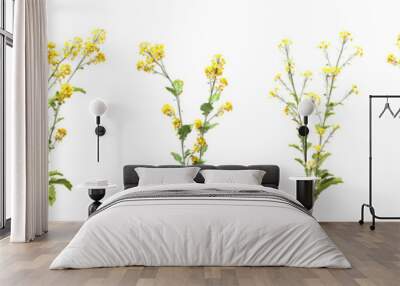 Set of Rapeseed flowers with isolated on transparent background. PNG file, 3D rendering illustration, Clip art and cut out Wall mural