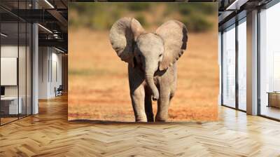 A cute baby African elephant (Loxodonta africana), Addo Elephant National Park, South Africa. Wall mural