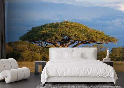 African Acacia tree, Hwange National Park, Zimbabwe Wall mural