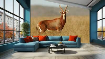 blesbok antelope Wall mural