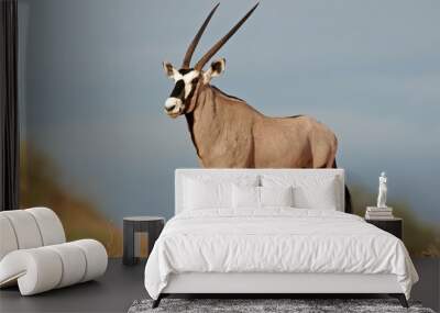 gemsbok antelope Wall mural