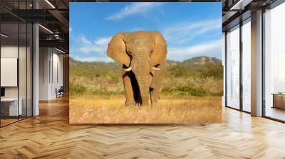 Large African elephant bull (Loxodonta africana), Etosha National Park, Namibia. Wall mural