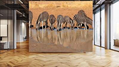 Plains Zebras drinking water, Pilanesberg National Park Wall mural