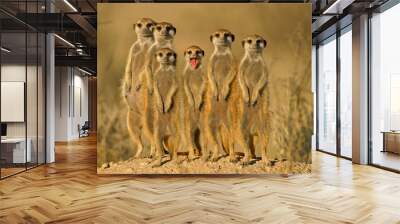 suricate family Wall mural