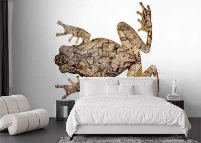 Top view of an African foam nest frog (Chiromantis xerampelina) isolated on white. Wall mural