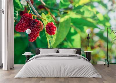 Ripe black and red mulberries on a tree. Fresh ripe mulberries on a branch. First spring berries. sing on branches, gardening in the Aegean region of Turkey Wall mural