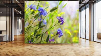 Web banner with beautiful cornflowers in the meadow, warm light of a summer sunset, web banner or panorama for website design or natural cosmetics advertising concept Wall mural