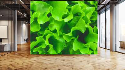 Macro photography of fresh green salad. The concept og healthy food and lifestyle. Wall mural