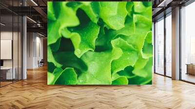 Macro photography of fresh wet green salad. The concept of healthy lifestyle. Wall mural