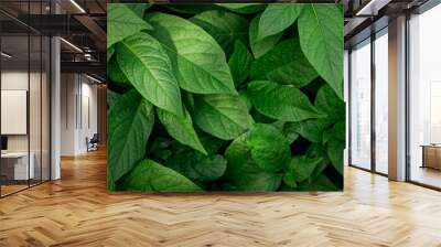 Top view of green plants. Nature full frame background. Wall mural