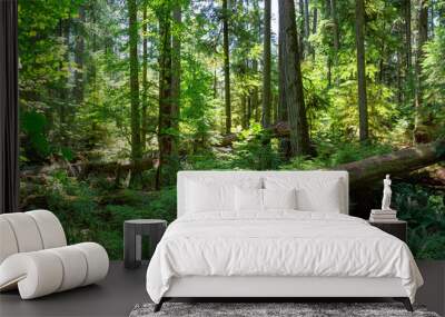 Beautiful View of the Rain Forest during a vibrant sunny summer day. Taken in MacMillan Provincial Park, Vancouver Island, British Columbia, Canada. Wall mural