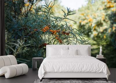 Sea buckthorn bushes and berries in large plantation Wall mural