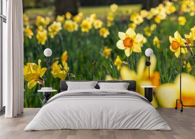 Blossom Spring Daffodil Flowers Cloes Up Wall mural