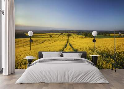 Hilly Rapeseed Field at Sunrise Wall mural