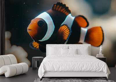 A close-up of an orange and white clownfish swimming in a tank. Wall mural