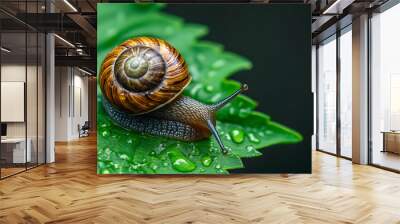 Macro photography of a snail on a green leaf. Wall mural