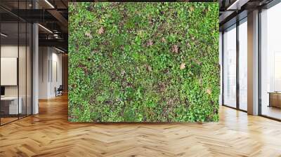 Seamless green ground natural texture, grass and oak leaves meadow pattern, high resolution repeatable nature wallpaper, seams free, perfect for renders and architectural works. Wall mural