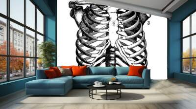 Human Skeleton Chest Ribcage Anatomy Black and White Illustration  Wall mural