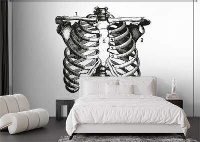 Human Skeleton Chest Ribcage Anatomy Black and White Illustration with Boarder Wall mural