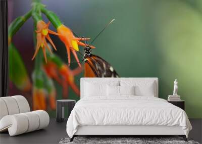 Closeup shot of an orange black tithorea butterfly on an orange flower Wall mural