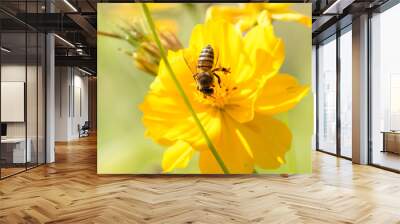 Bee on the flower. Wall mural