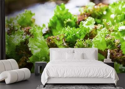 Red little baby lettuce in the garden Wall mural